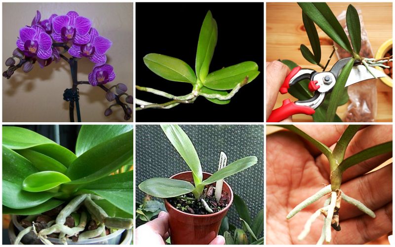 How To Trim Orchids To Rebloom Verifiedtrueblues